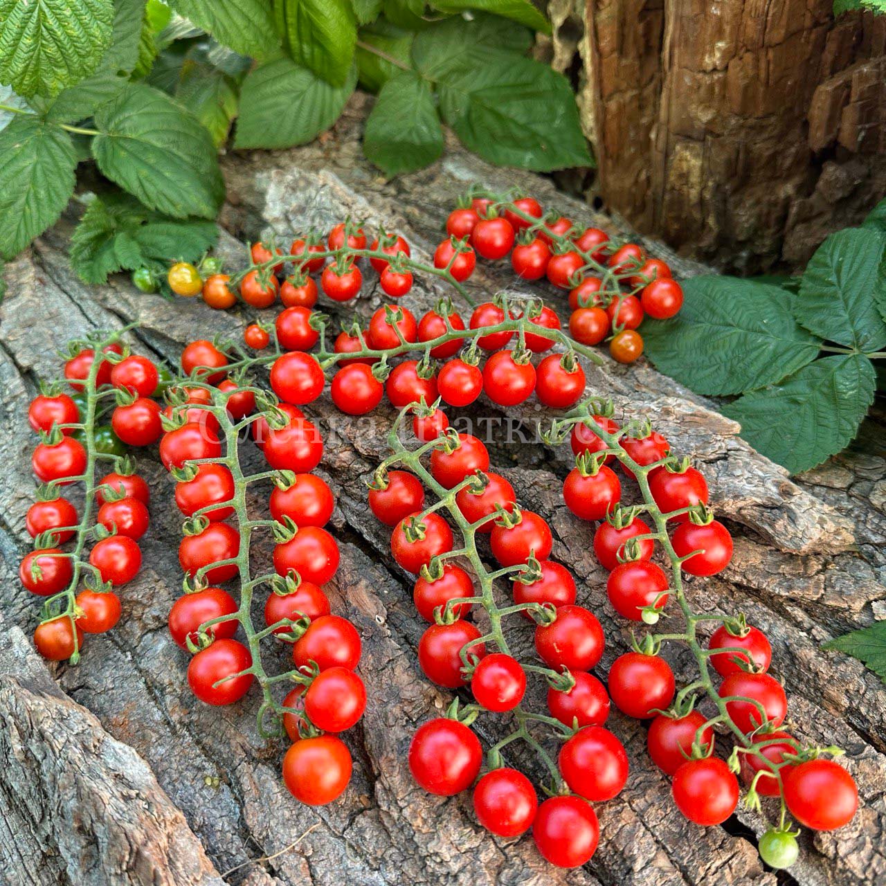 【レッチリとまと】 Томат Червона Ягода Іви ( Iva's Red Berry) – МегаТомат