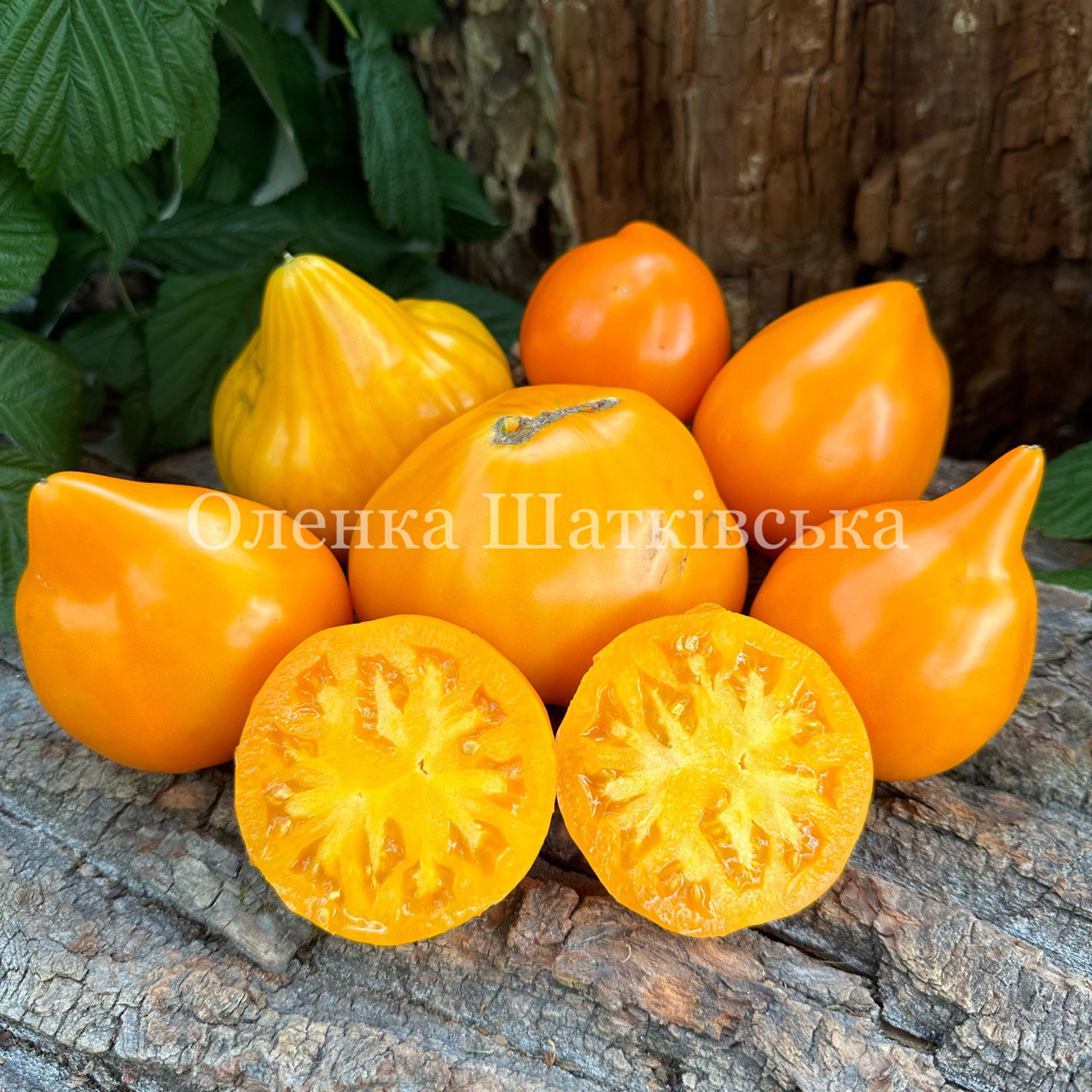 Ресейлік жеке оргия Балапанның аналь тесігіне спермасы түседі